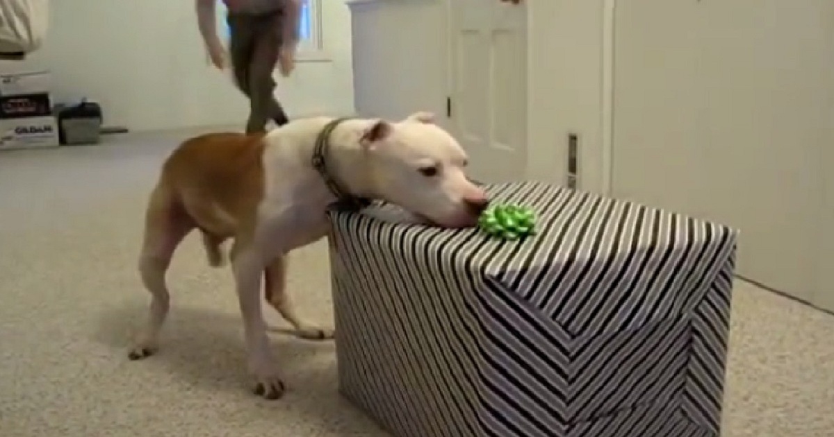 11-Year-Old Pit Bull Treated To Birthday Surprise After Beating Cancer