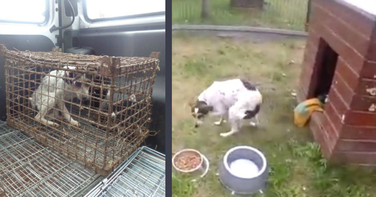 Dog Forced To Grow Up In A Rust Box Gets Emotional When She Touches Grass For The First Time