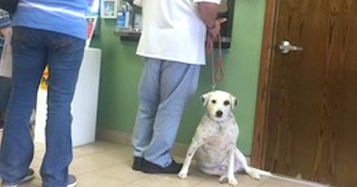 Man Returns Dog To Shelter For Being ‘Too Affectionate’ So Stranger Shares Photo On Facebook