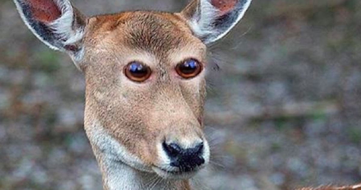 What 8 Animals Would Look Like If They Had Eyes In The Front