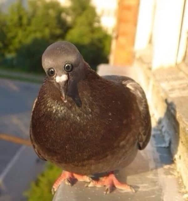 animal eyes on head