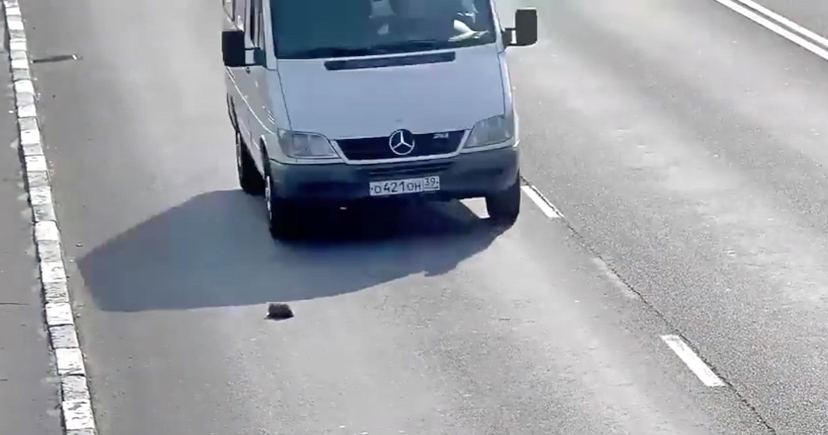 Man Spots Kitten On The Highway, Then Slams On The Brakes And Jumps Out Of The Car