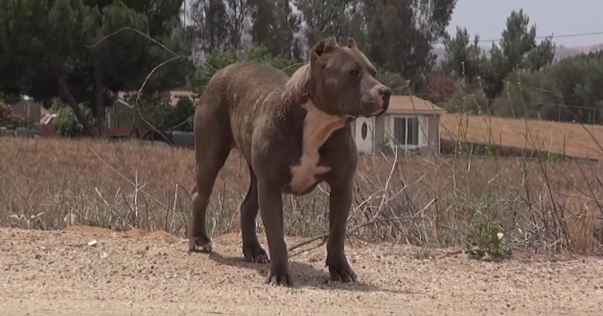 Abandoned Pit Bull Who Was Too Scared To Go Near Humans Shows Her Gratitude Towards Rescuers