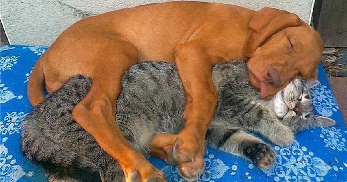 This Dog And Cat Just Can’t Get Enough Of Each Other