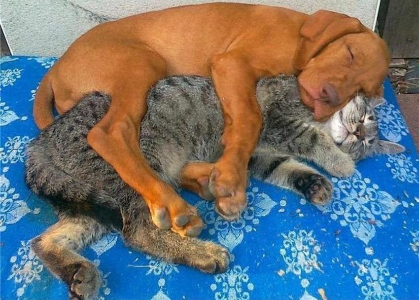 dog and cat cuddles