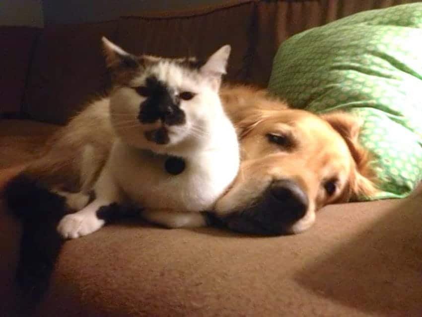 dog and cat cuddles