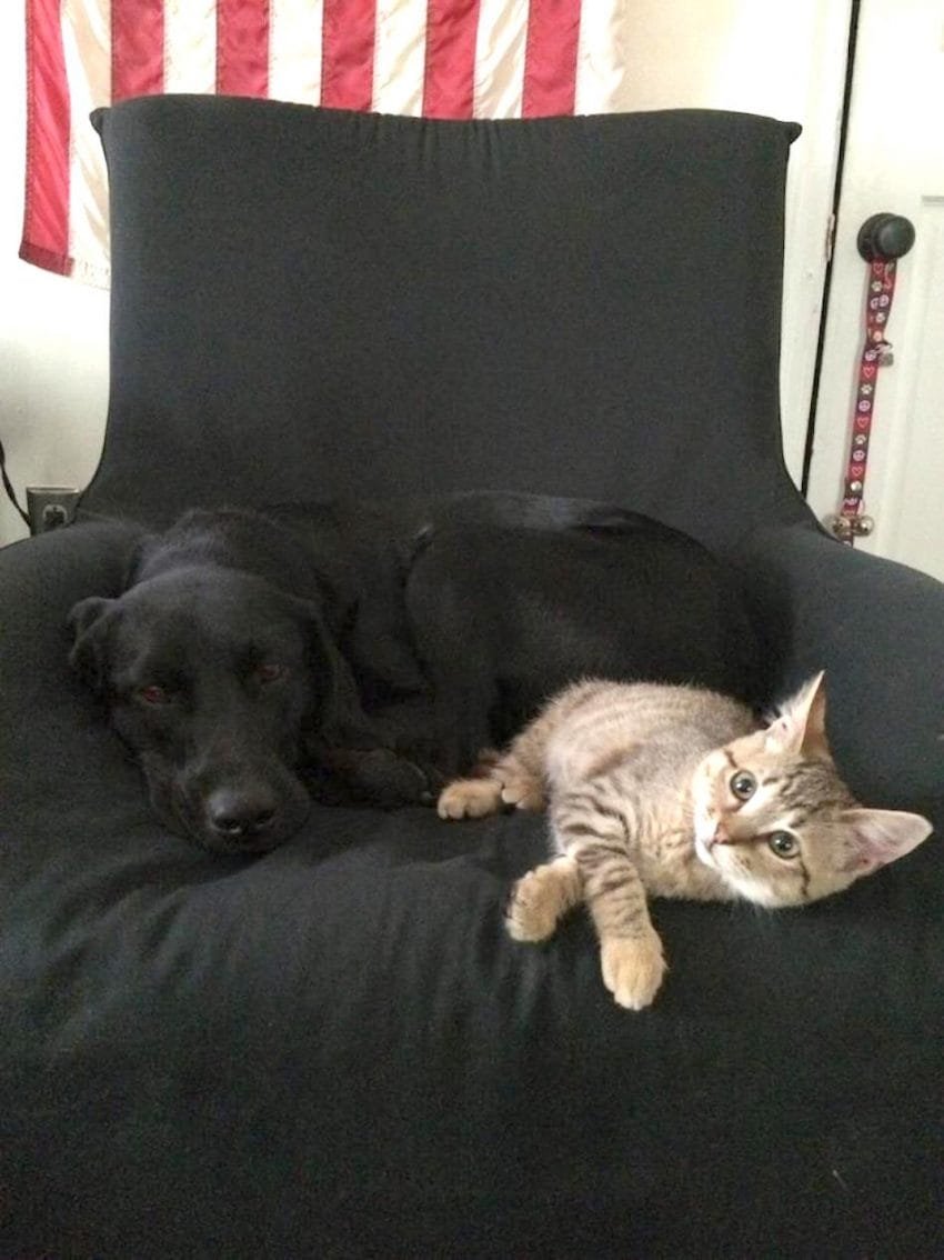 dog and cat cuddles