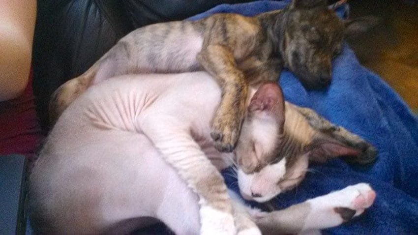 dog and cat cuddles