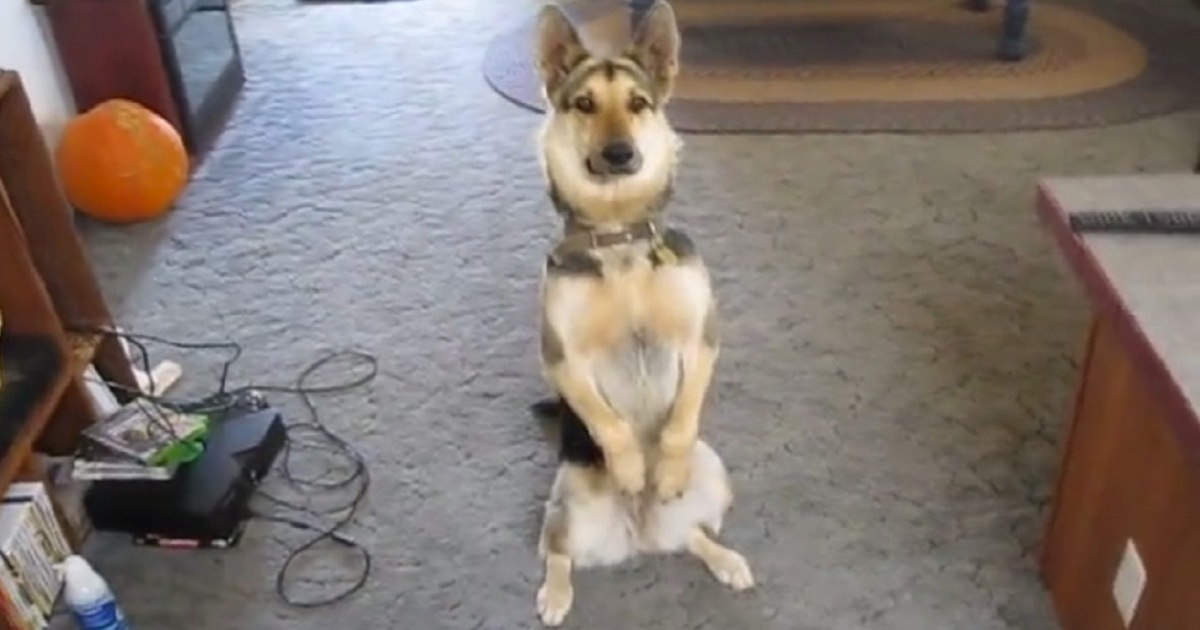 Watch How This Dog Plays Dead, It May Be The Best Ever. So Dramatic!