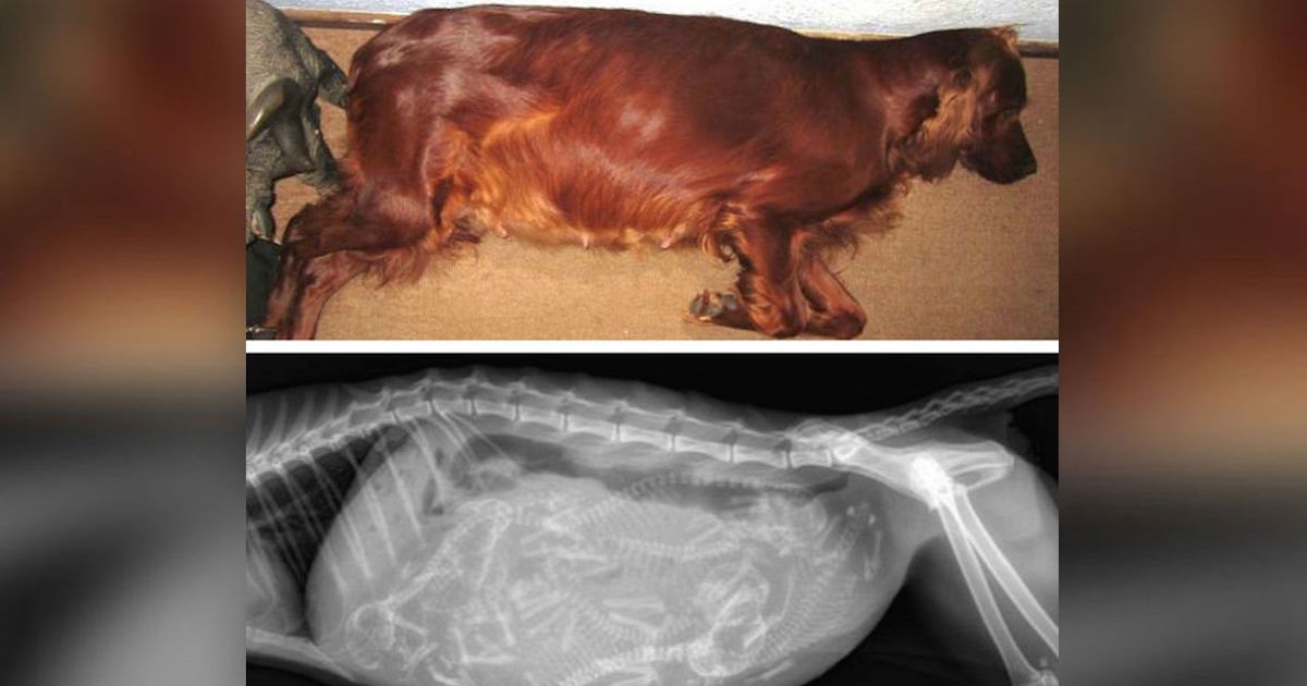 Pregnant Dog Has Giant Belly, But After Ninth Pup Arrives, Mom Realizes She Has A Bigger Secret