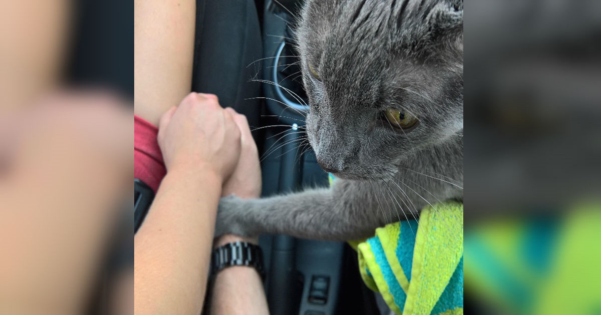 Dying Cat Comforts Heartbroken Owners On Final Trip To The Vet