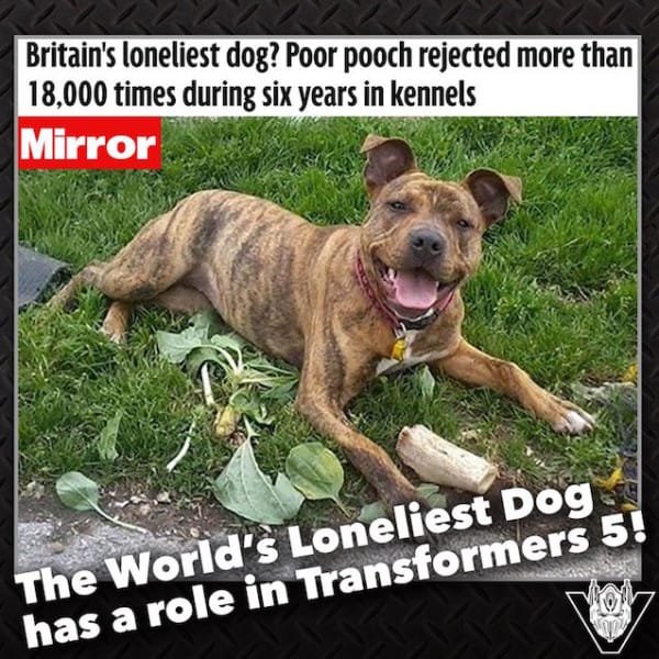 freya uk loneliest dog hollywood