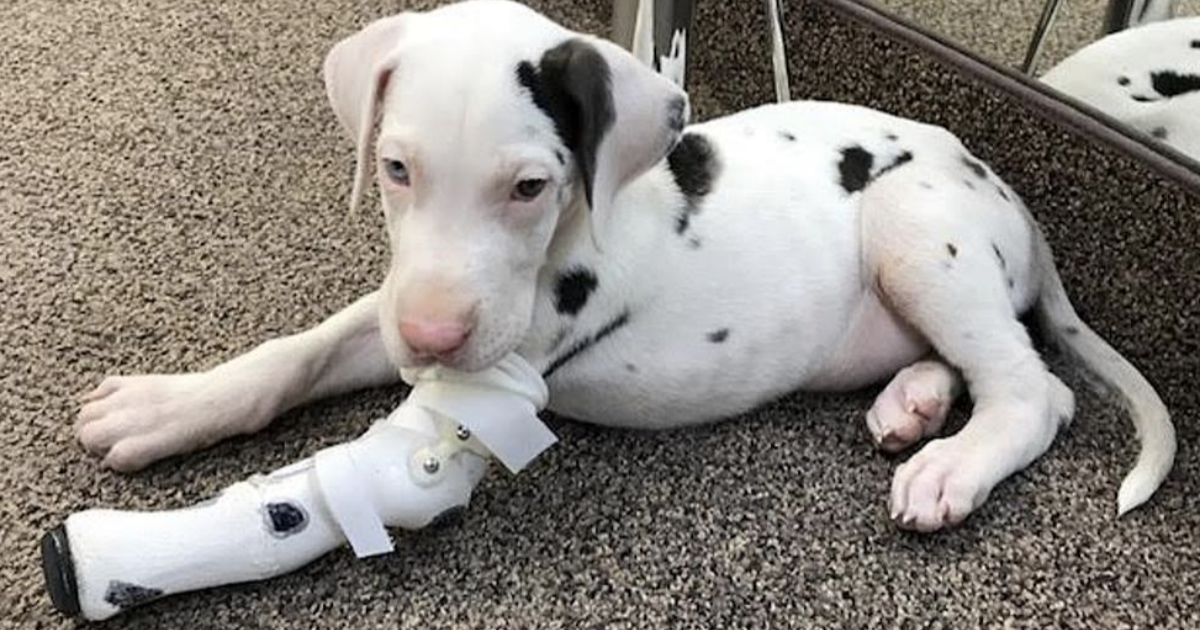 Great Dane Born Without A Front Left Paw Gets Prosthesis And Is Now Training To Be A Service Dog