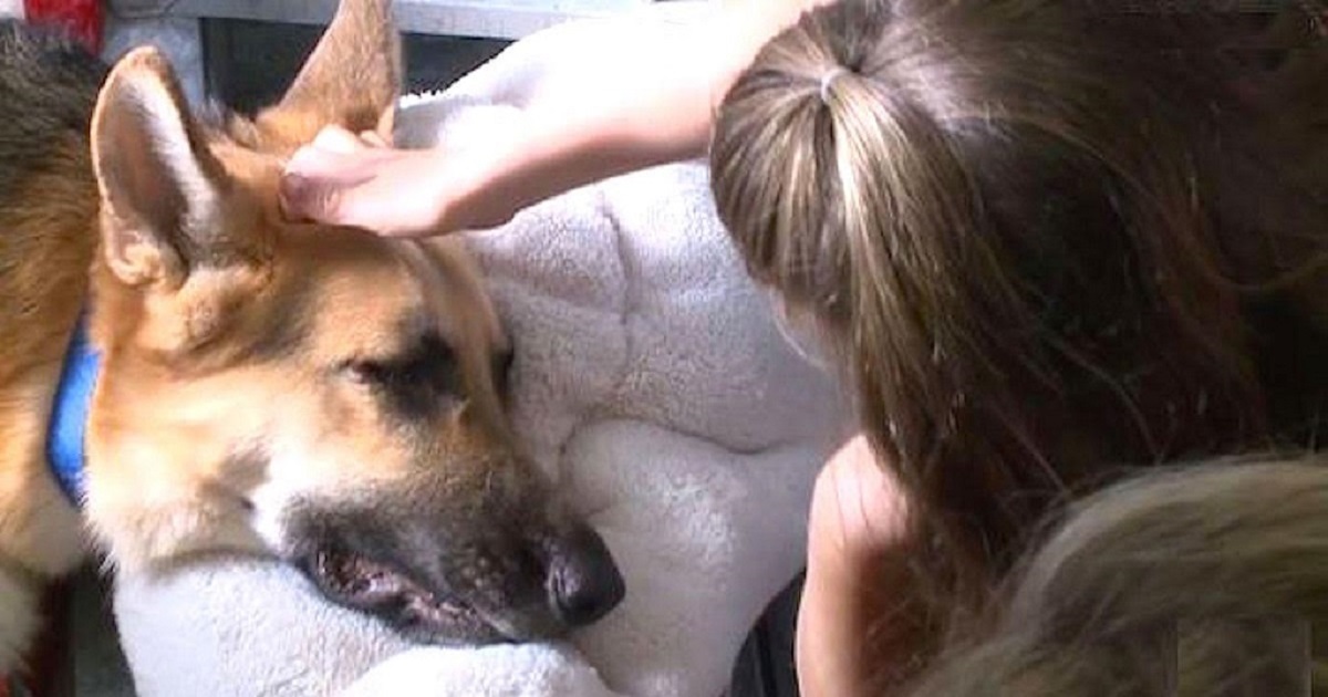 Heroic Family Dog Bravely Shields His 7-Year-Old Owner From Rattlesnake Attack