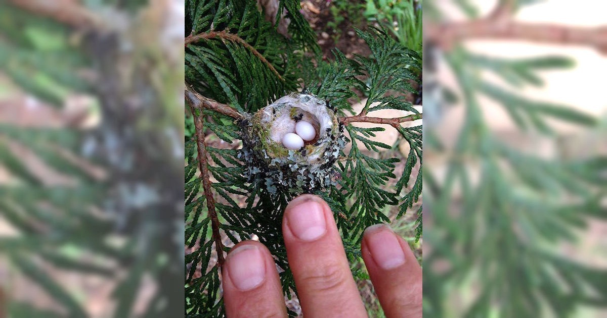 Experts Beg Everyone To Check Their Gardens For Tiny Hummingbird Eggs Before They Prune