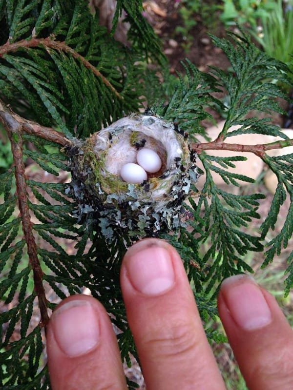 hummingbird nests