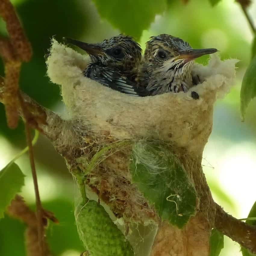 hummingbird nests