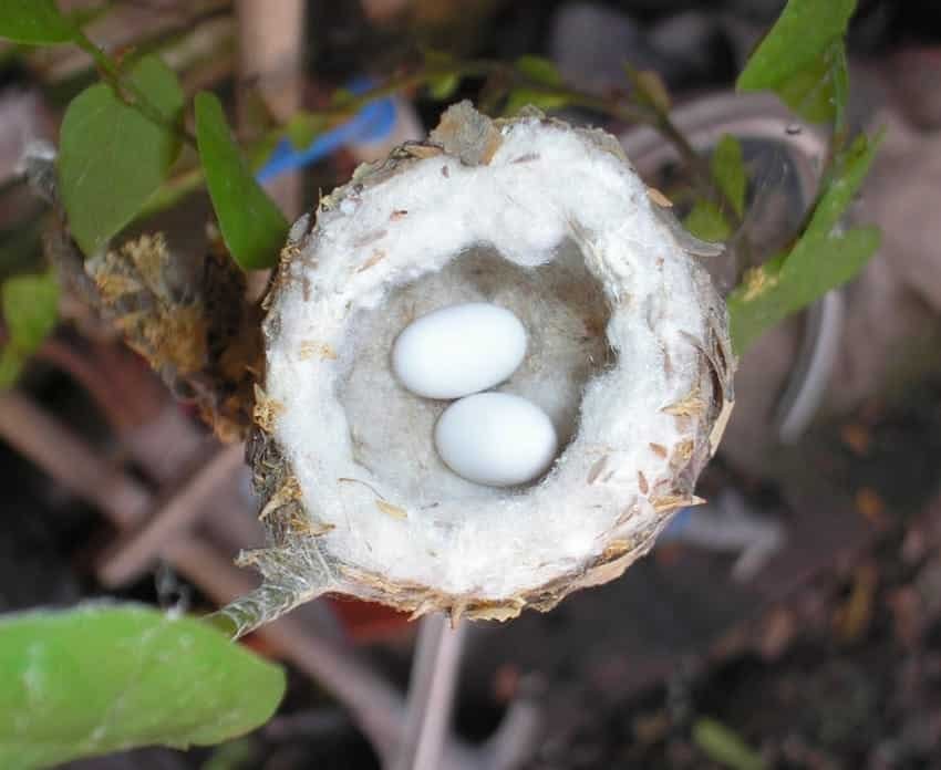 hummingbird nests