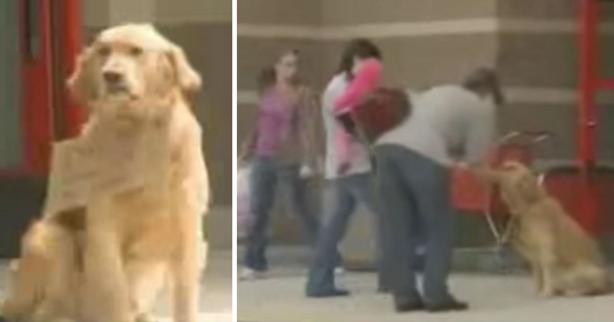 Shoppers Spot Dog Alone Outside Target, Then See Sign Around His Neck That Reads ‘Waiting’