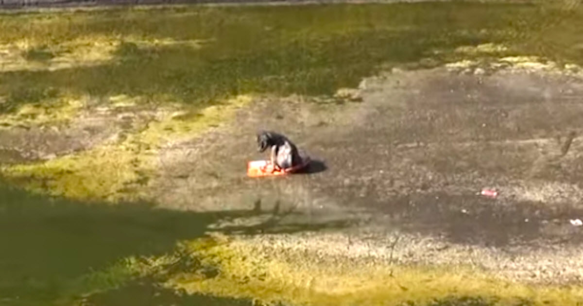 Man Sees Tiny, Shaking Body, Then He Realizes Puppy Was Thrown 30 Feet Down A Canal
