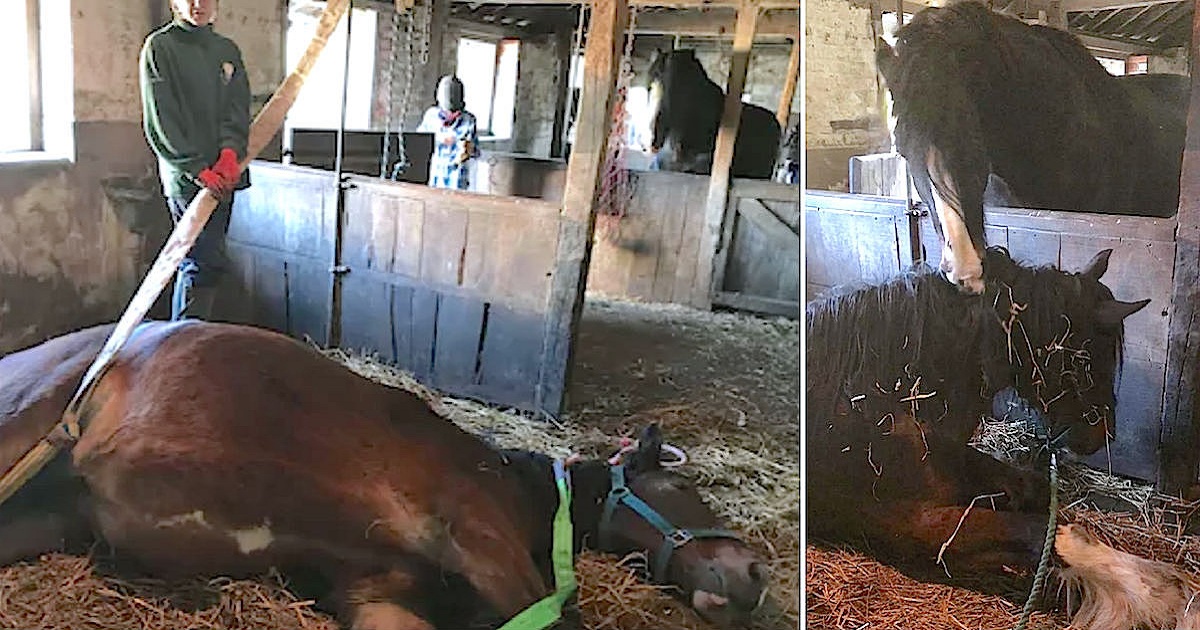Dying Horse Collapses And Is Moments From Being Put Down