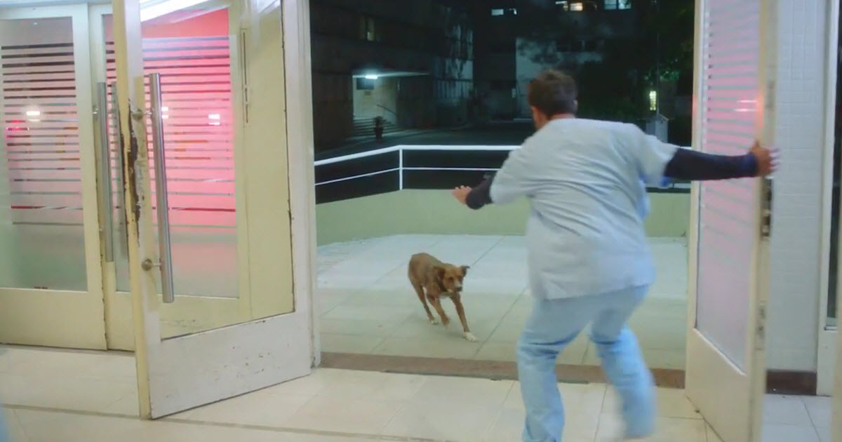 Dog Chases Owner’s Ambulance In Argentinian Organ Donorship PSA