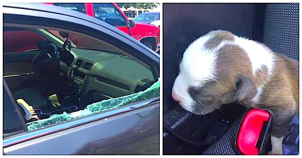 Officers Look Into Parked Car On Hot Day, Then Smash Window To Free Tiny Puppy Locked Inside