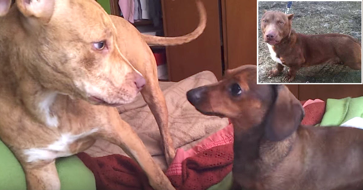 Pit Bull Gets Dachshund Pregnant And Their Strange-Looking Puppy Becomes Internet Sensation
