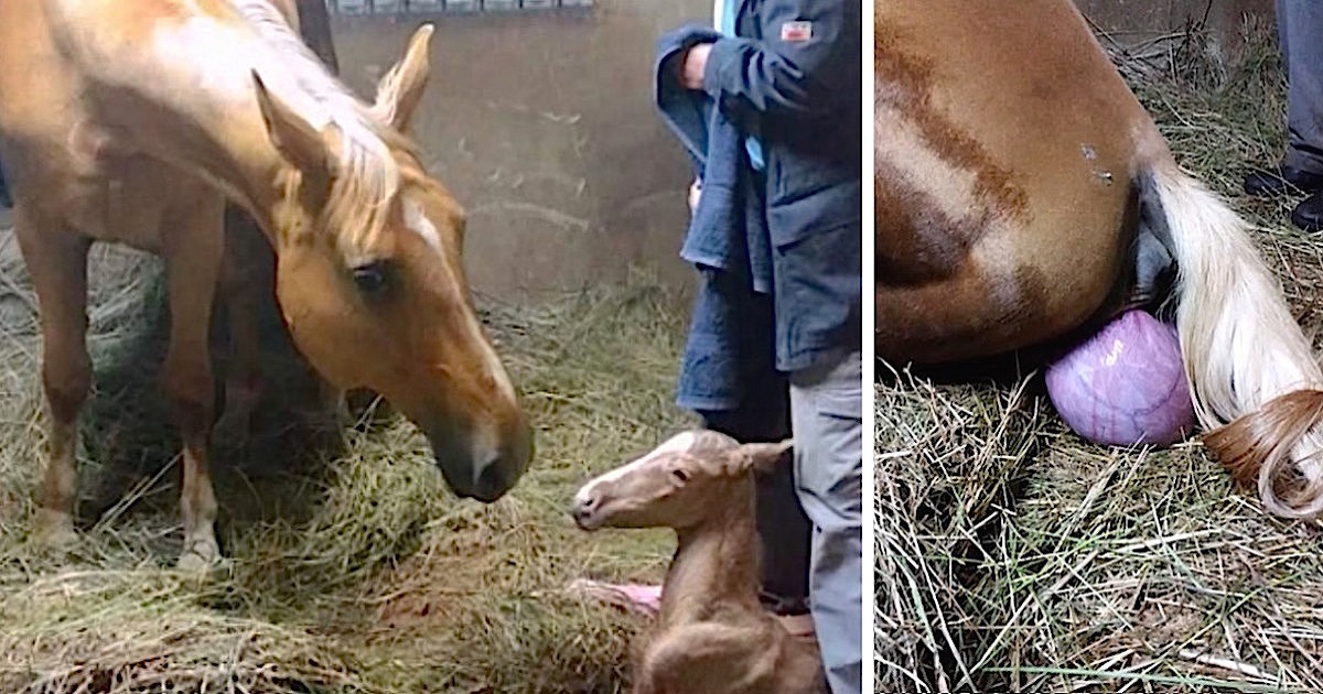 After Pregnant Horse Gives Birth To Foal Owner Notices Her Strange Afterbirth And Goes Running