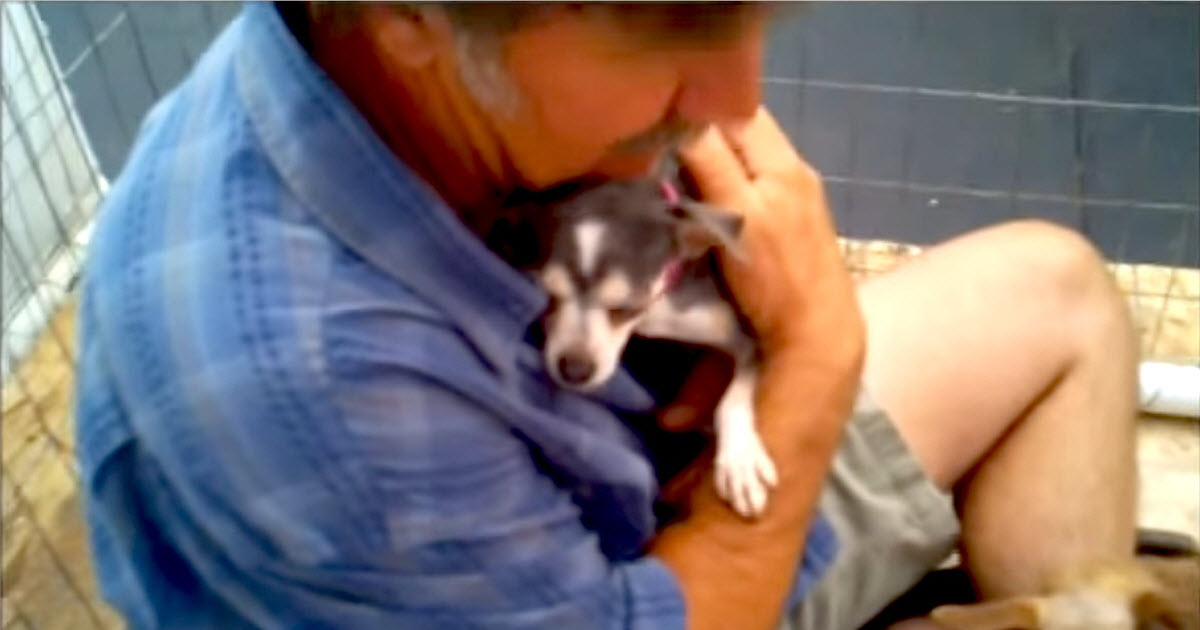 Abused Dog Never Felt Love, Until A Volunteer Decides To Sit Down In Her Cage