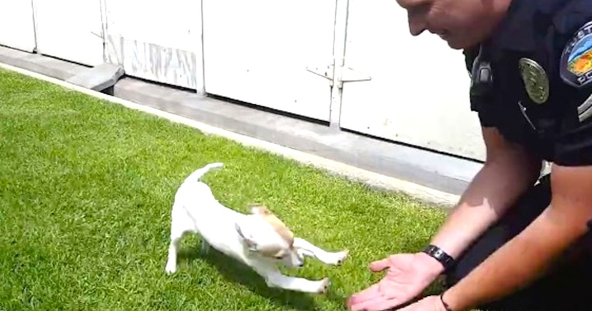 Puppy Happily Reunites With The Police Officer Who Saved Him