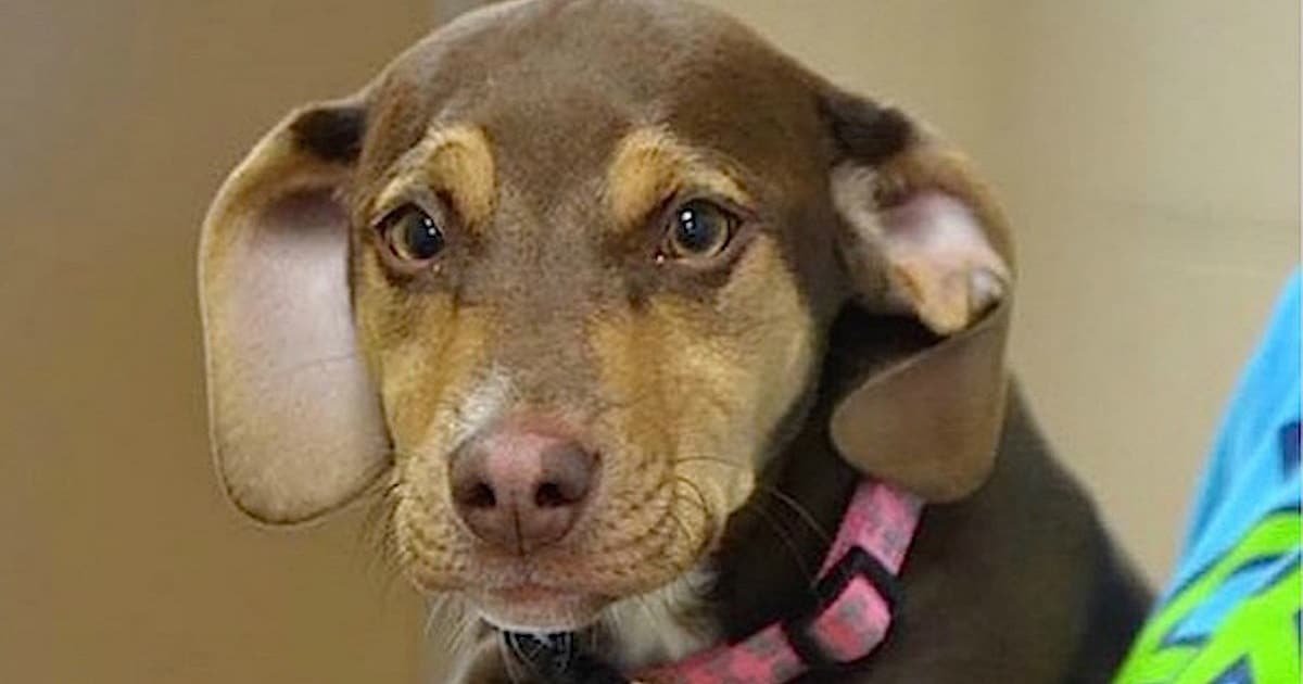 Couple’s Rescue Dog Is Acting Strangely, Leads Them To 3-Year-Old Girl Lying Naked In Ditch