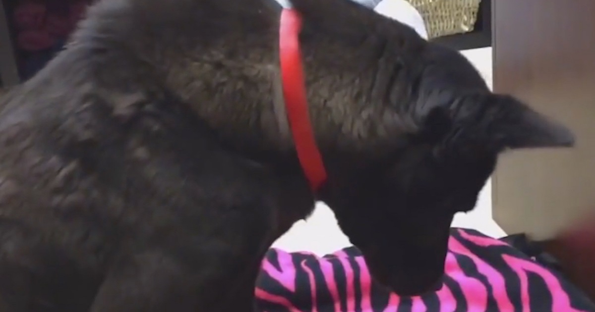 Dog Sleeps Standing Up, Then Rescuers Realize She Doesn’t Know How To Use A Bed