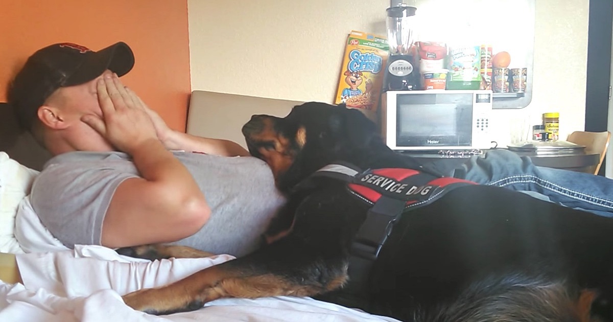 Rottweiler Is Trained To Love And Protect Those With PTSD