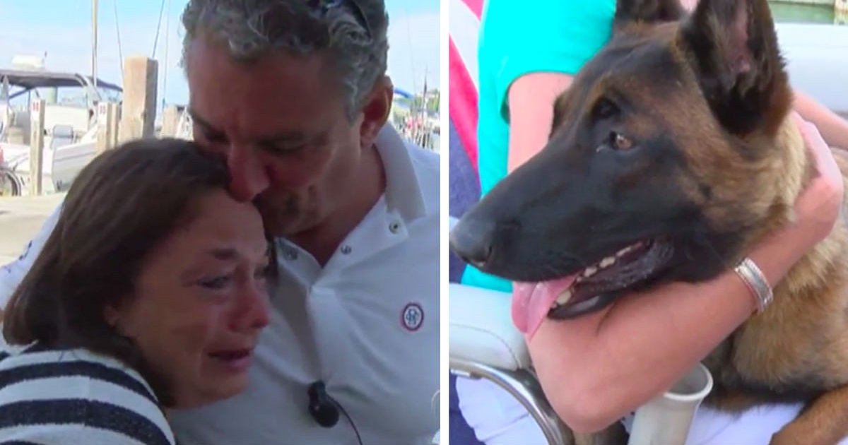 Dog Swims 6 Miles After Falling Overboard, Walks Another 12 To Reunite With Her Family