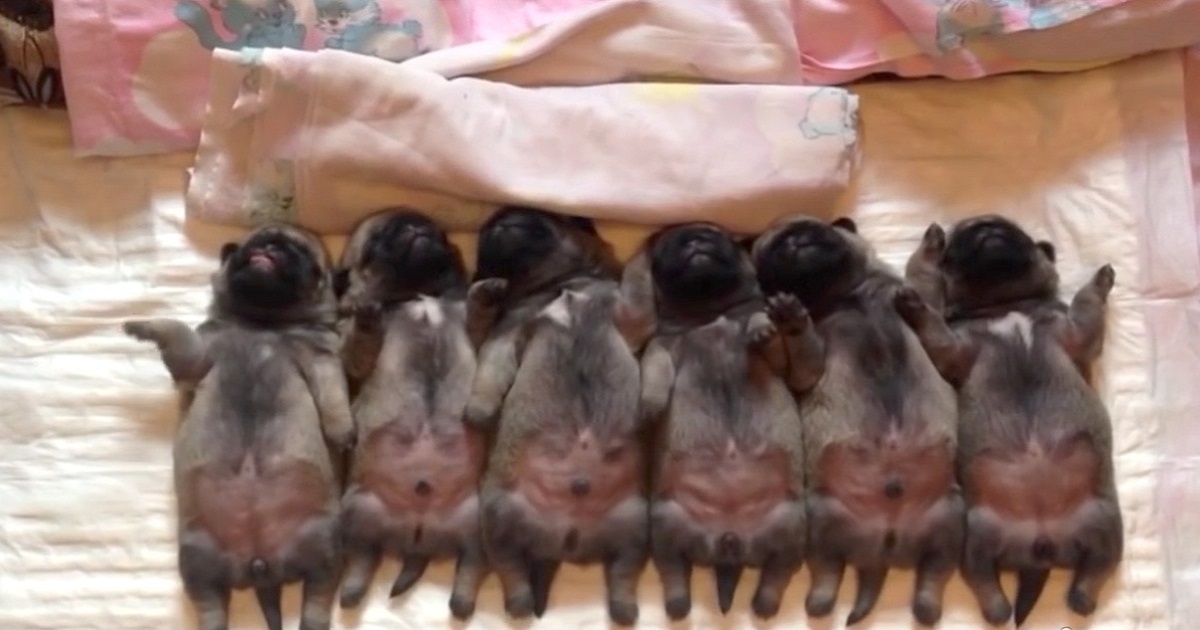 There’s Nothing Cuter Than These Sleepy Newborn Pugs