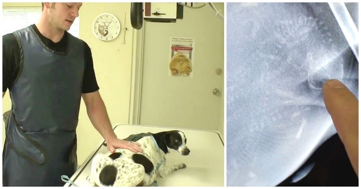 Vet Rescues Dog With Swollen Belly From Death Row, Then X-Ray Reveals 12 Tiny Babies