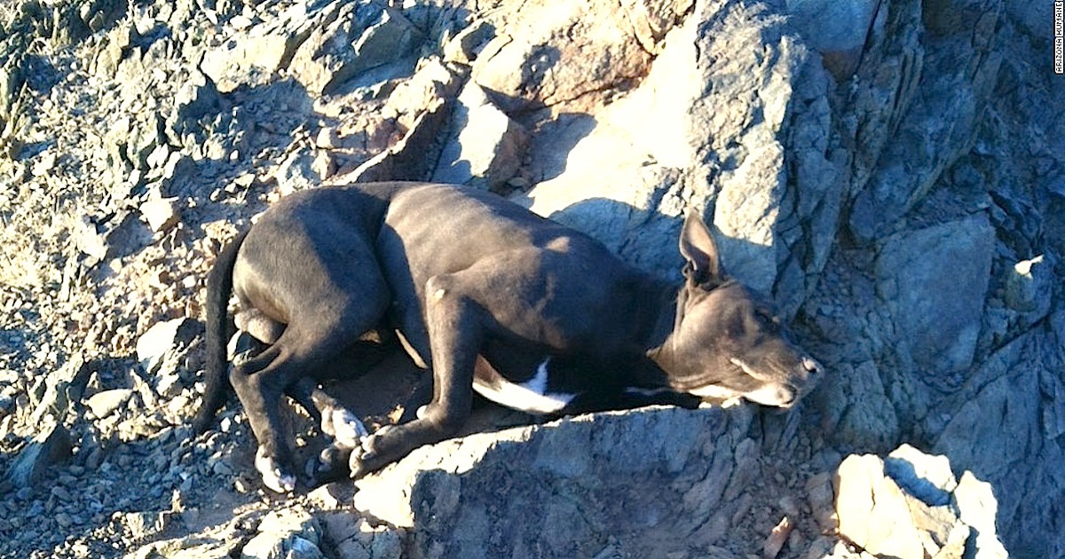 Hiker Carries 50-Pound Pit Bull Down A Mountain, Saving His Life