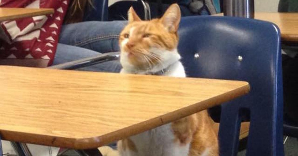 Orange Cat Leaves His Home Every Single Day To Sit In Class At The Local High School