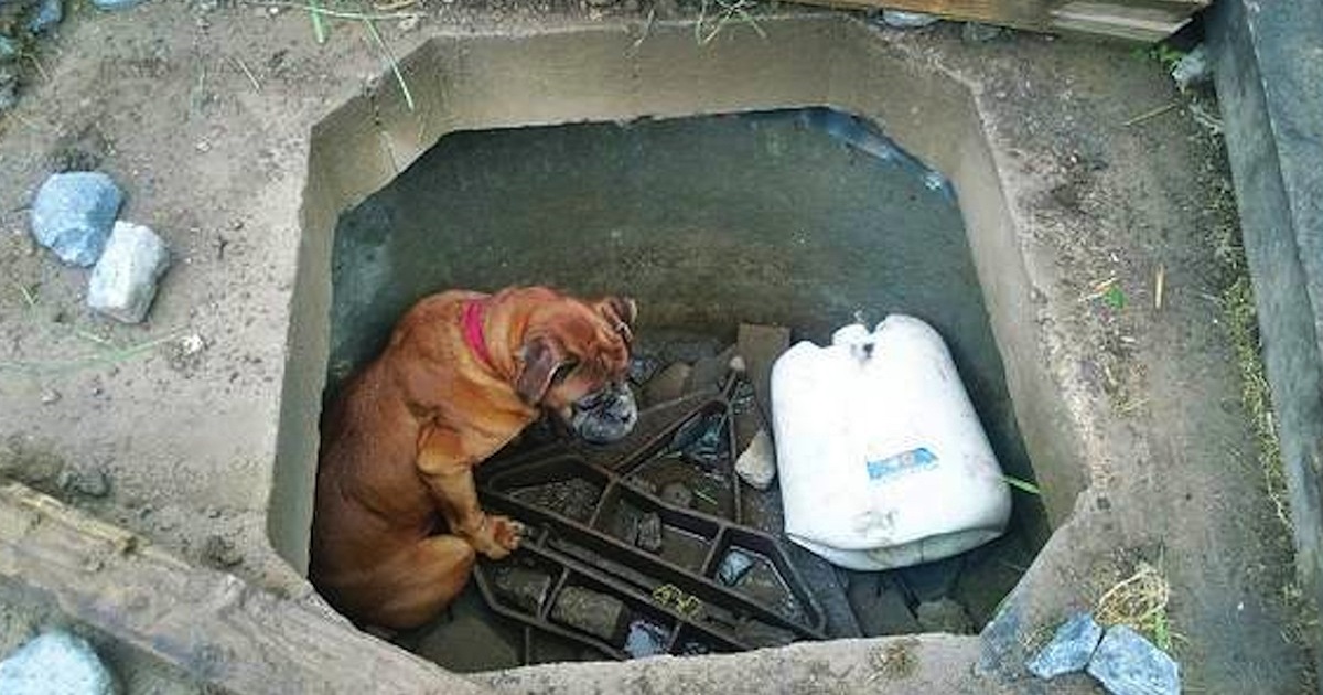 Little Girl Finds A Boxer Left To Die In Concrete Grave And Goes On Mission To Save Her