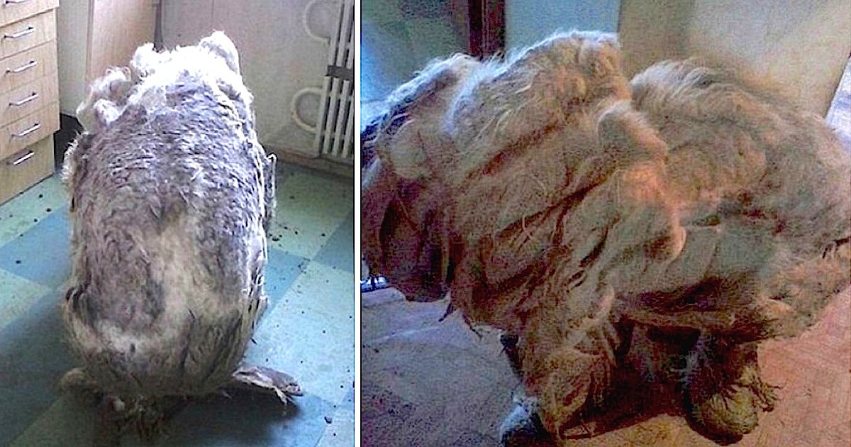 Dog Found Alone In Kitchen Looks Unrecognizable After 4 Trash Bags Full Of Fur Is Shaved Off