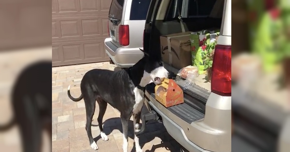 Great Dane Grabs Fried Chicken Out Of The Car, Then Carefully Walks Away