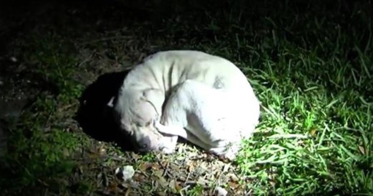 Officers Find Sick Stray Dog On The Brink Of Death, But He Makes A Miraculous Transformation