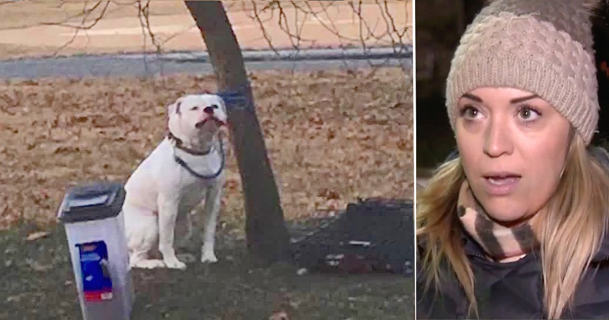 Woman Snaps Photo Of Dog Tied To Tree In Freezing Cold And Finds Owner’s Note About Him