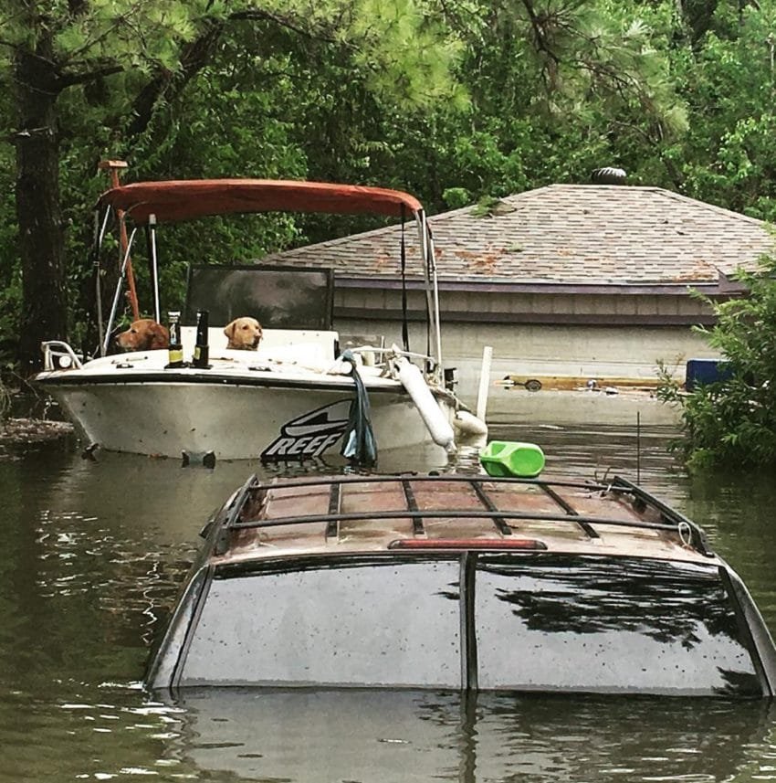 dogs rescued in boat