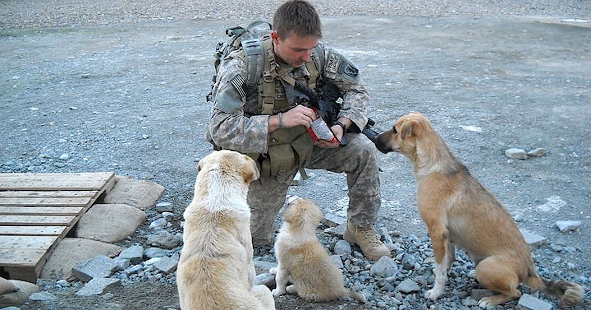 Soldier Makes A Plea To Adopt The Stray Dog Who Saved His Life