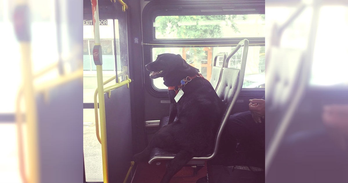 Dog Gets On The Bus Alone, Then Commuters Realize Note Around Her Neck Is A Bus Pass