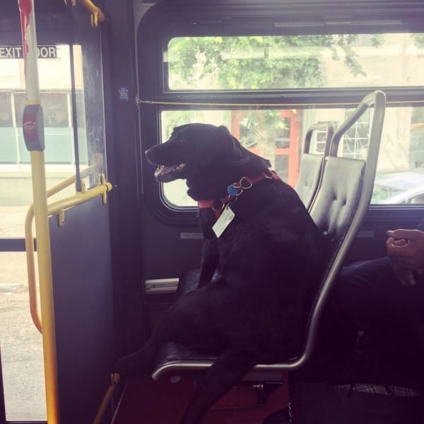 eclipse the dog riding bus
