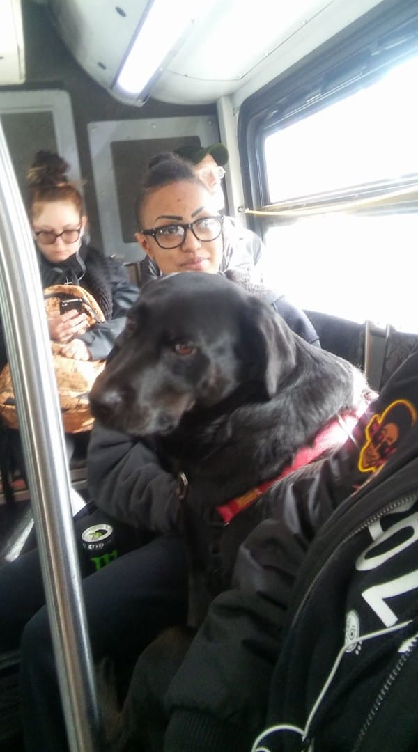 eclipse the dog riding bus
