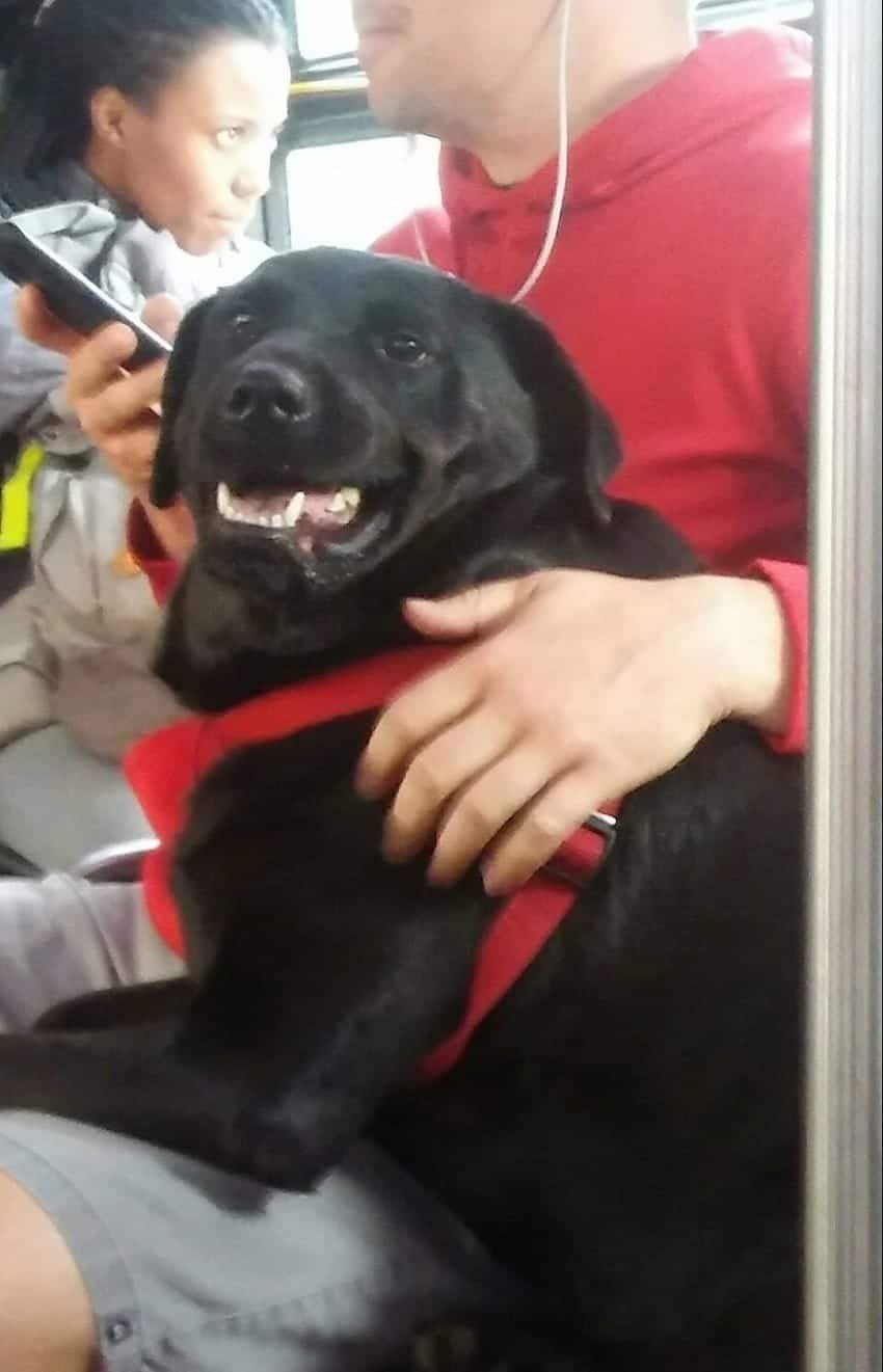 eclipse the dog riding bus